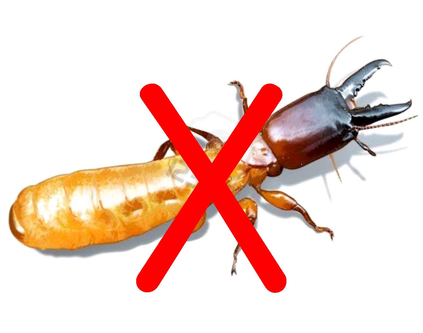 Diệt mối giá rẻ tại Đà Nẵng